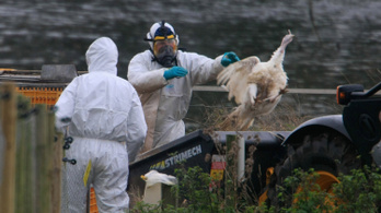 Madárinfluenza-fertőzés miatt csirkék tömeges levágását rendelték el Dániában