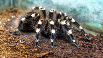 A tarantulák anyja, aki milliókat költött pókokra
