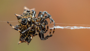 Ennél furcsább pókot még biztosan nem látott, a hálója is rendkívüli