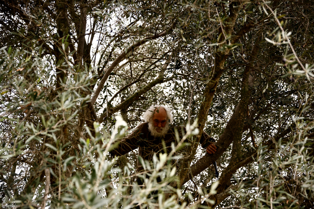 A 72 éves férfi – aki már 36 éve él Ancona mellett, egy borvidék erdős részén – éppen felmászik a fára, hogy olajbogyót szüreteljen. 2022. 11. 15.