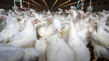 Veszélyben van a magyar baromfiállomány a madárinfluenza terjedése miatt