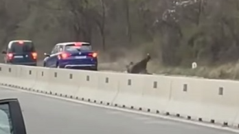 Olyan erővel gázoltak el egy medvét Romániában, hogy lerepült az útról