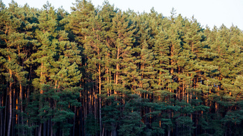 Százhektárnyi erdőt vágnak ki Romániában, hogy lignitbányát nyithassanak