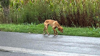 Per indult egy országútra kidobott kutya gazdája ellen