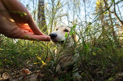Segített megtalálni eltűnt gazdáját a hősies kutya: nagyon megható a története