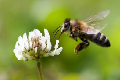 Hatalmas áttörés a méhek megmentésében: védi őket a betegségektől