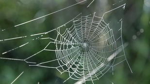 Ismeretlen pókfajt találtak az Alföldön