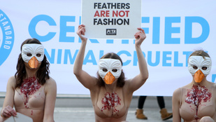 Fehérneműben tiltakoznak a német állatvédő szervezet aktivistái