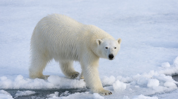 Alaszkai falut támadt meg egy jegesmedve