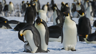 Szokatlan felfedezés: az űrből észleltek egy új császárpingvin-kolóniát