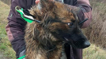 Szörnyű állatkínzás Sárospatakon: Nyilakkal lőttek le egy kutyát, kis híján elpusztult