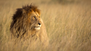 Íme Afrika legfenntarthatóbb szafarijai, ha utazása során fontos önnek a környezetvédelem