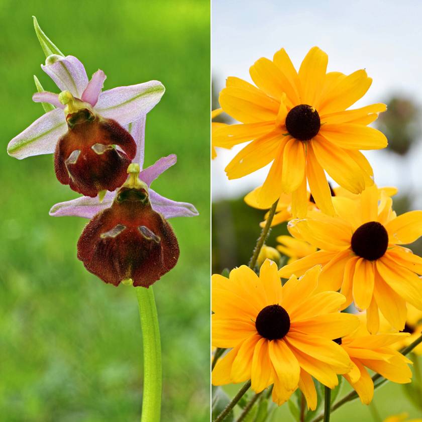 Mutatunk 2 hazai virágot, az egyik 250 ezer forintot ér: jól ismered a védett növényeket?