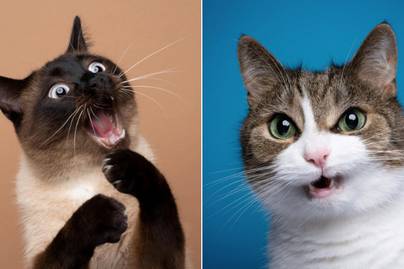 Senki nem bírja mosolygás nélkül végignézni ezeket a fotókat - Szerinted mit gondolnak a cicák ezeken a képeken?