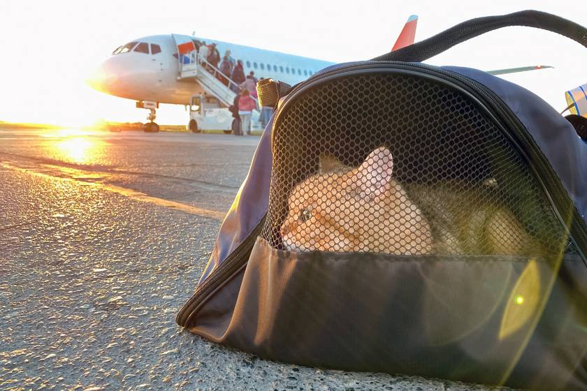 Eltűnt a reptéren a macska, hihetetlen, mit vetettek be, hogy megtalálják: a kormány is segít benne