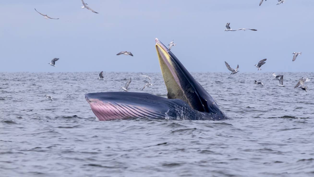 Egészben bekapott egy bálna egy felnőtt férfit: meglepő, hogyan úszta meg sérülés nélkül