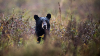 Bedurrantotta a szelfikamerát ez a medve, 400 képet készített magáról