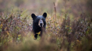 Bedurrantotta a szelfikamerát ez a medve, 400 képet készített magáról