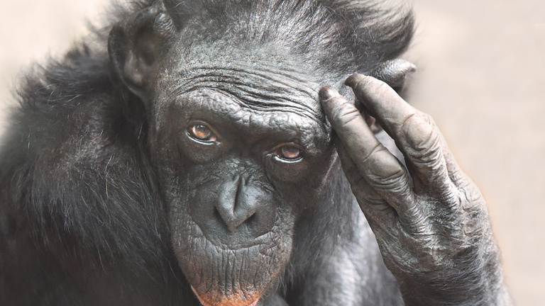 Elpusztult Margrit, a frankfurti állatkert legendás bonobója