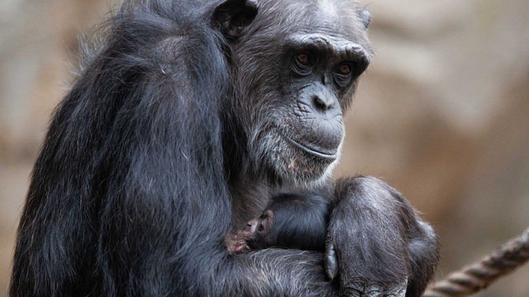 Nyitva maradt ajtón szöktek ki a csimpánzok egy svéd állatkertben