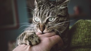 Mindent az egyke macska szindrómáról: mutatjuk mi az, és hogyan kezeld