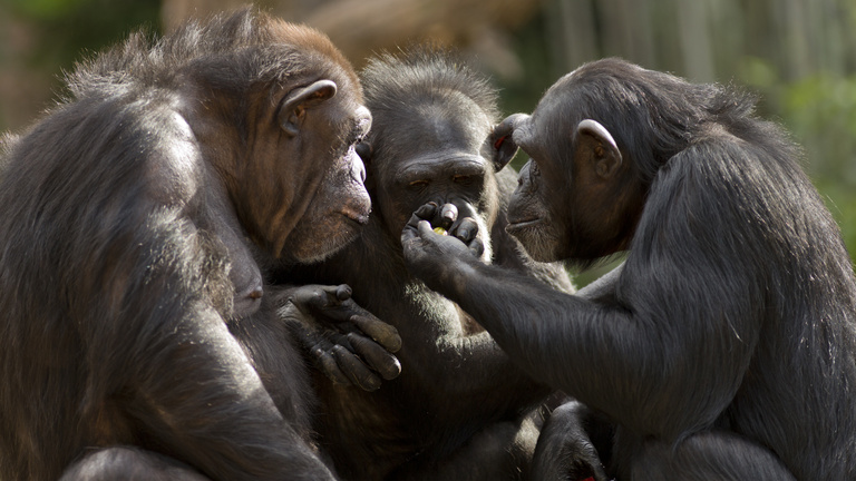 Mit tanítanak a csimpánzok a politikusoknak?