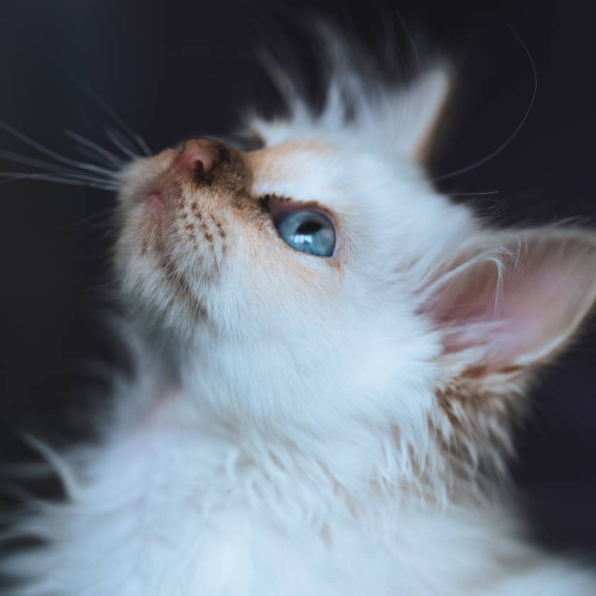 Egy udvarban találtak rá az elhagyott cicára: imádni való felvétel készült az első fürdetéséről