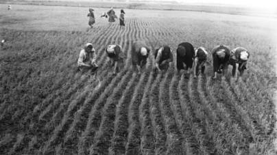 Arisztokraták a rizsföldön: ilyen volt a szocializmusban a kitelepítettek élete