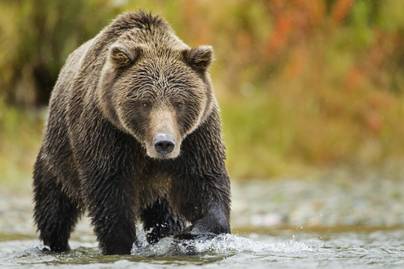 Gyanútlanul pecázott a pár egy alaszkai tó mellett, amikor felbukkantak a grizzlyk: videón a gyomorszorító találkozás