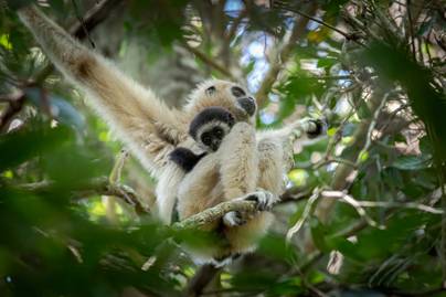 Egy állatkerti nőstény majom teherbe esett, pedig egyedül élt a ketrecében: a gondozók végre megoldották a rejtélyt