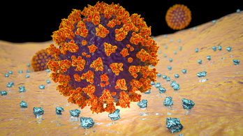 Felfedezték az ember koronavírus elleni védőrétegét