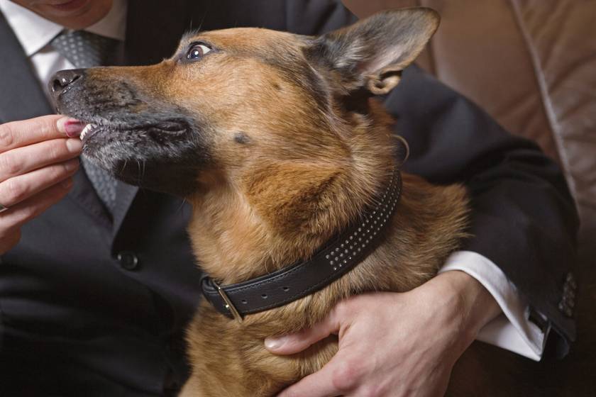 Ismerd meg Günthert, a leggazdagabb kutyát a világon - Vagyonával itthon beférne a leggazdagabbak közé