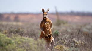 A kenguruürülék mentheti meg az emberiséget