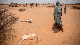 Negyed milliárd dollárt ad az ENSZ az éhínség fenyegette afrikai országoknak