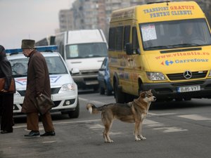 Elaltathatják a kóbor kutyákat Romániában