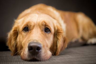 Nyüszít a kutyád, ha magára hagyod? Mutatjuk a szeparációs szorongás leghatékonyabb ellenszereit