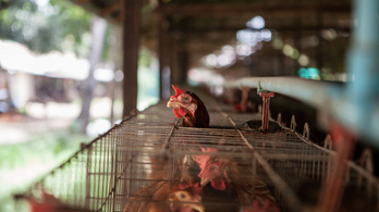 Kilenc év után újra halálos áldozata van a madárinfluenzának Kambodzsában
