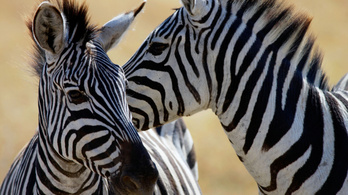Kiderült, hogy miért csíkos a zebra