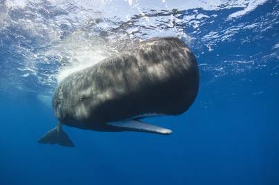 Lélegzetelállító videó mutatja meg, hogyan alszanak a bálnák: ilyen furcsa pózt vesznek fel
