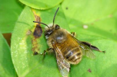 Szuperközeli képet készítettek egy méhecske arcáról: nem árt lélekben felkészülni a látványra