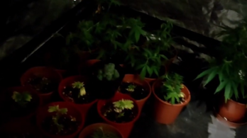 Óbudai lakásban termesztettek marihuánát