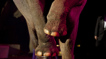 Egy német cirkuszban már hologramokkal helyettesítik az elefántokat