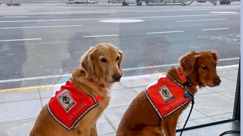 VIP-szolgáltatást kaptak a törökországi mentésben részt vevő kutyák