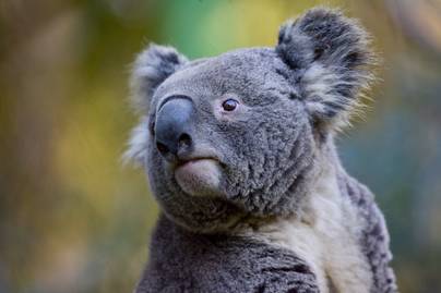 Egy dühös koala beviharzott egy benzinkútra, és rámászott az egyik dolgozó lábára: videó készült a hihetetlen esetről