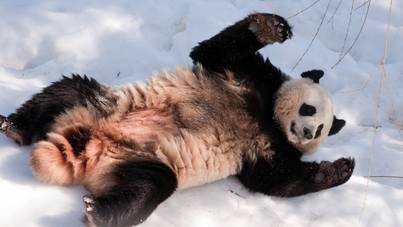 A cuki pandák gusztustalan megoldással védekeznek a hideg ellen