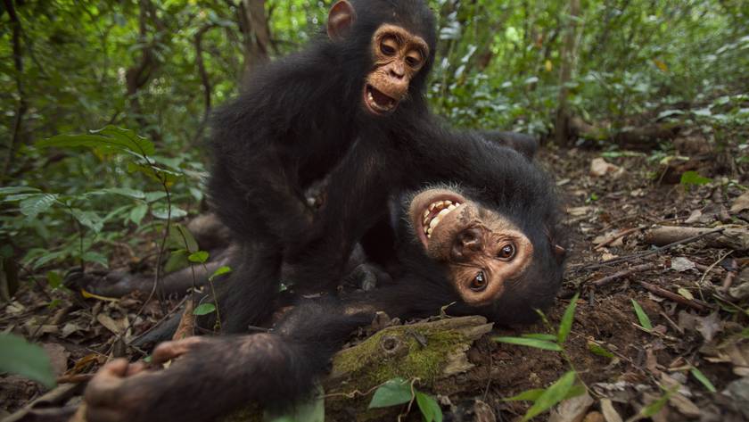 Nem biztos, hogy okosabb vagy egy csimpánznál: kő-papír-ollóban ők a jobbak