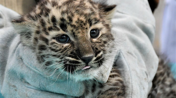 Extrém cuki leopárd született a Miskolci Állatkertben