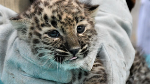 Extrém cuki leopárd született a Miskolci Állatkertben