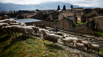 Legelésző birkák mentik meg Pompeji romjait