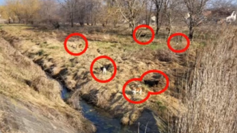 Falkába verődött kóbor kutyák támadtak az emberekre Kiskunhalason